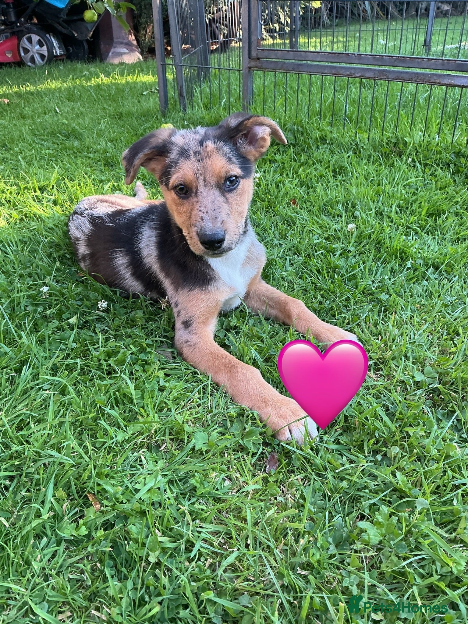 German Shepherd dogs GSD X COLLIE,BIG CHUNKY PUPS,READY NOW. - Advert 2