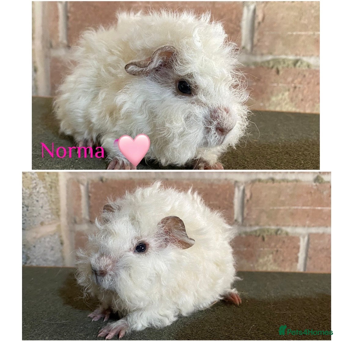 Guinea Pig rodents Pedigree Lunkarya Cali Guinea pigs  - Advert 3