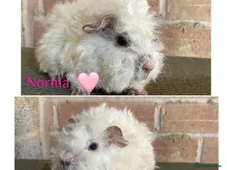 Guinea Pig rodents Pedigree Lunkarya Cali Guinea pigs - Advert 3