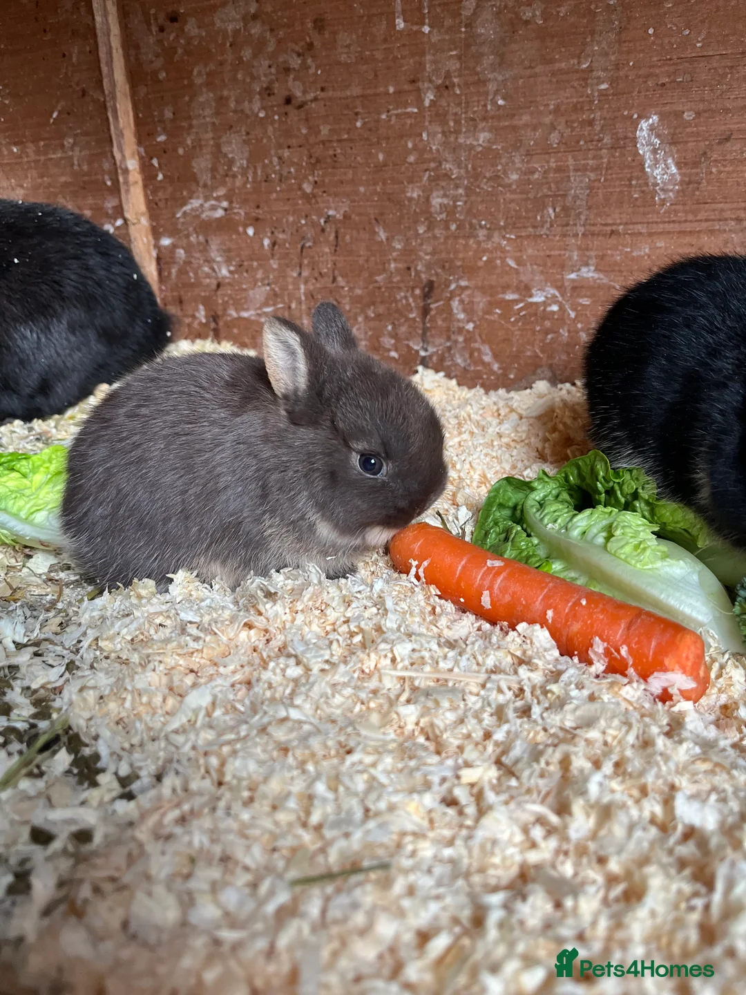 Netherland Dwarf rabbits for sale: Netherlands dwarf baby’s  - Advert 3