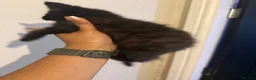 Mixed Breed cats for sale: Mainecoon Mix kittens  - Advert 10
