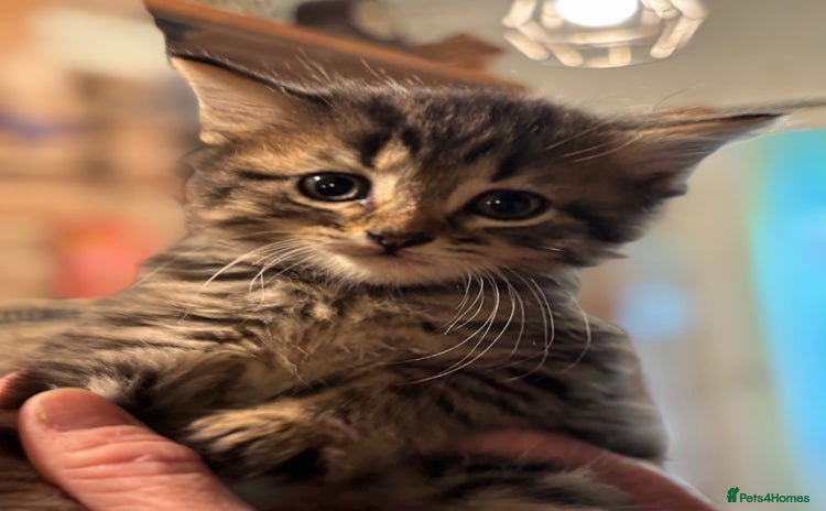 British Shorthair cats - Advert 2