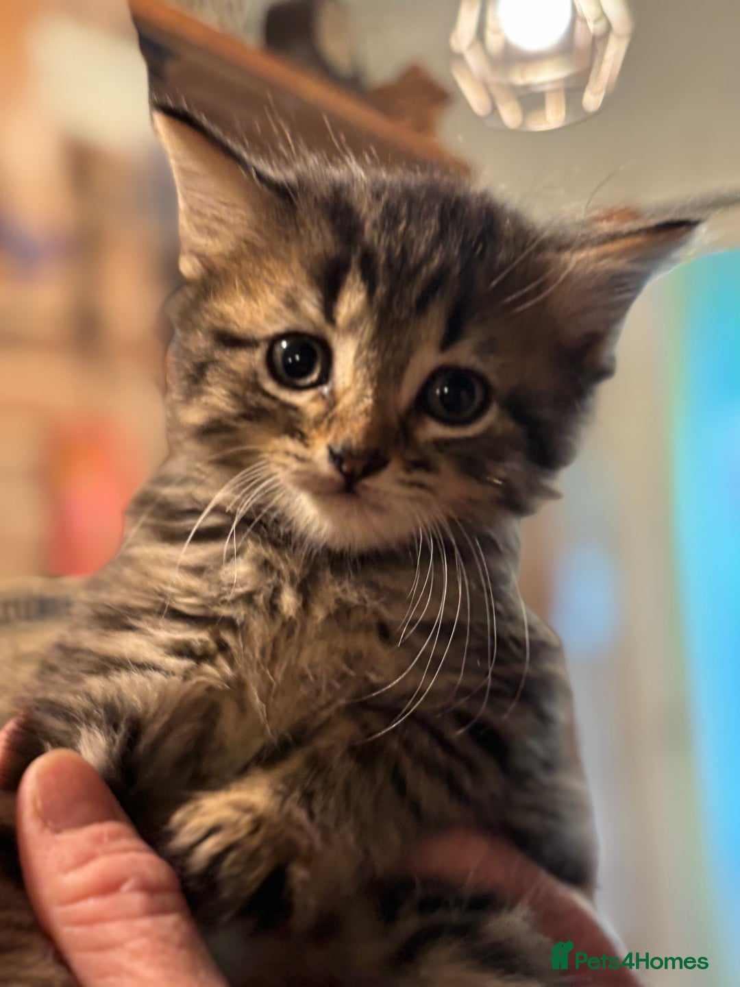 British Shorthair cats for sale: Friendly and beautiful kittens - ready now  - Image 1