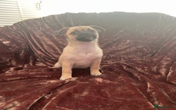 Mixed Breed dogs for sale: PUG CROSS  READY TO GO.  - Image 10