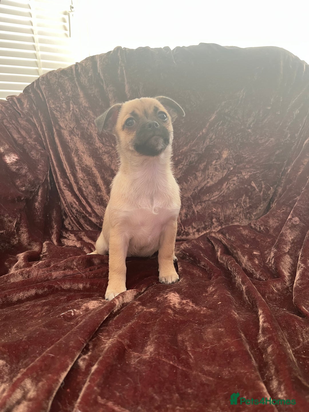 Mixed Breed dogs for sale: PUG CROSS  READY TO GO.  - Image 10