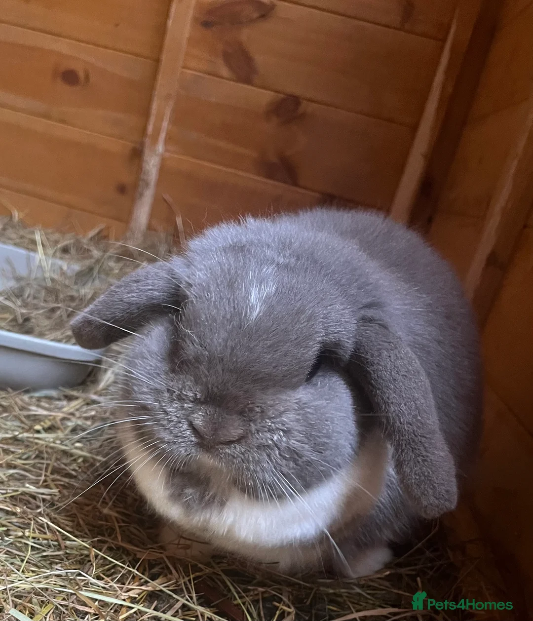 Mini Lop rabbits for sale: Beautiful lilac mantle mini lop - Advert 2