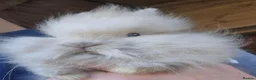 Lionhead rabbits for sale: Double maned Lionhead babies ready now  - Advert 2
