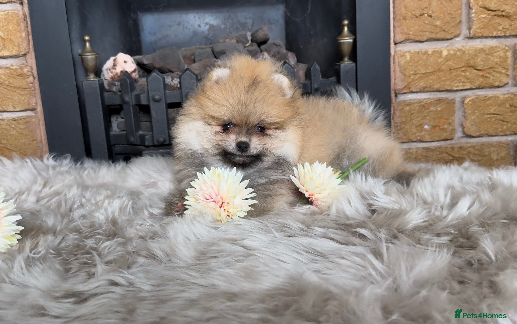 Pomeranian dogs ✨ Exclusive Teddy Bear Face Pomeranian Puppies ✨ - Advert 3