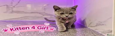 British Shorthair 5