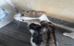 Mixed Breed cats for sale: Kitties - Image 9