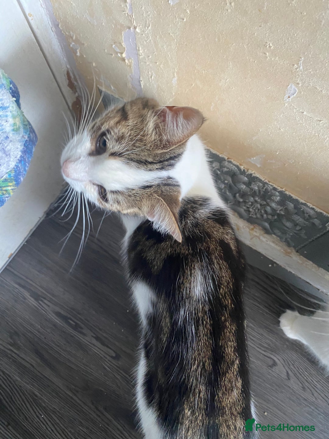 Mixed Breed cats for sale: Kitties - Image 9