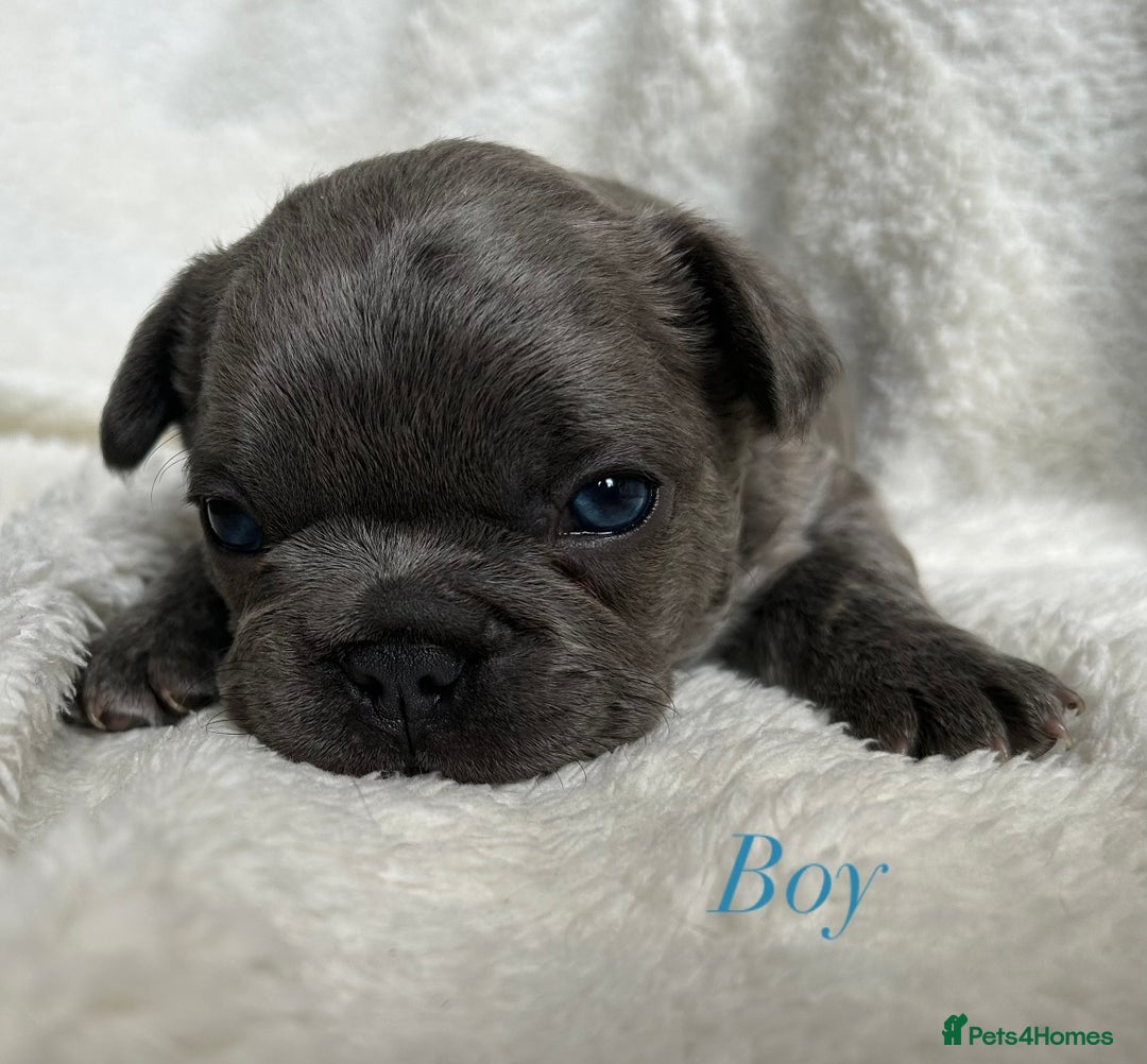 French Bulldog dogs for sale: Frenchie pups KC Registered  - Image 26