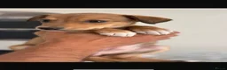 Lurcher dogs for sale: 4 Stunning lurcher puppies  - Advert 9