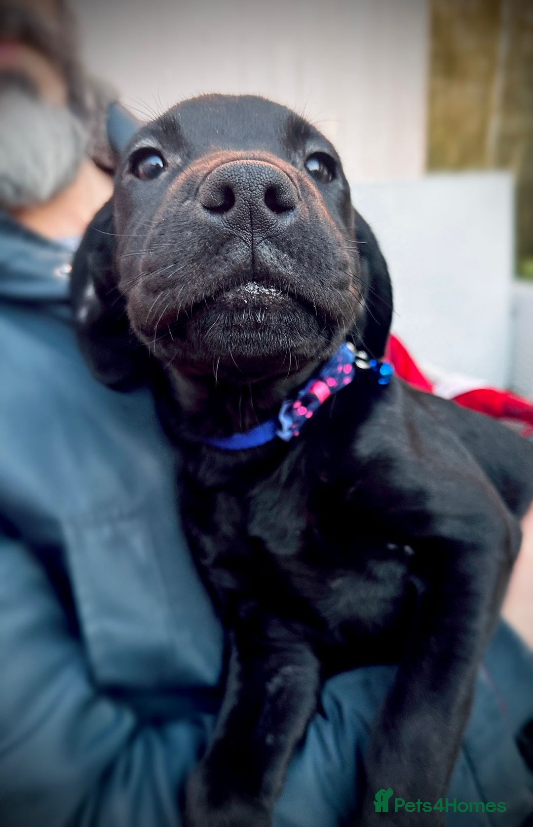 Labrador Retriever dogs for sale: Reduced Happy,Healthy,Beautiful Working Labrador  - Advert 6