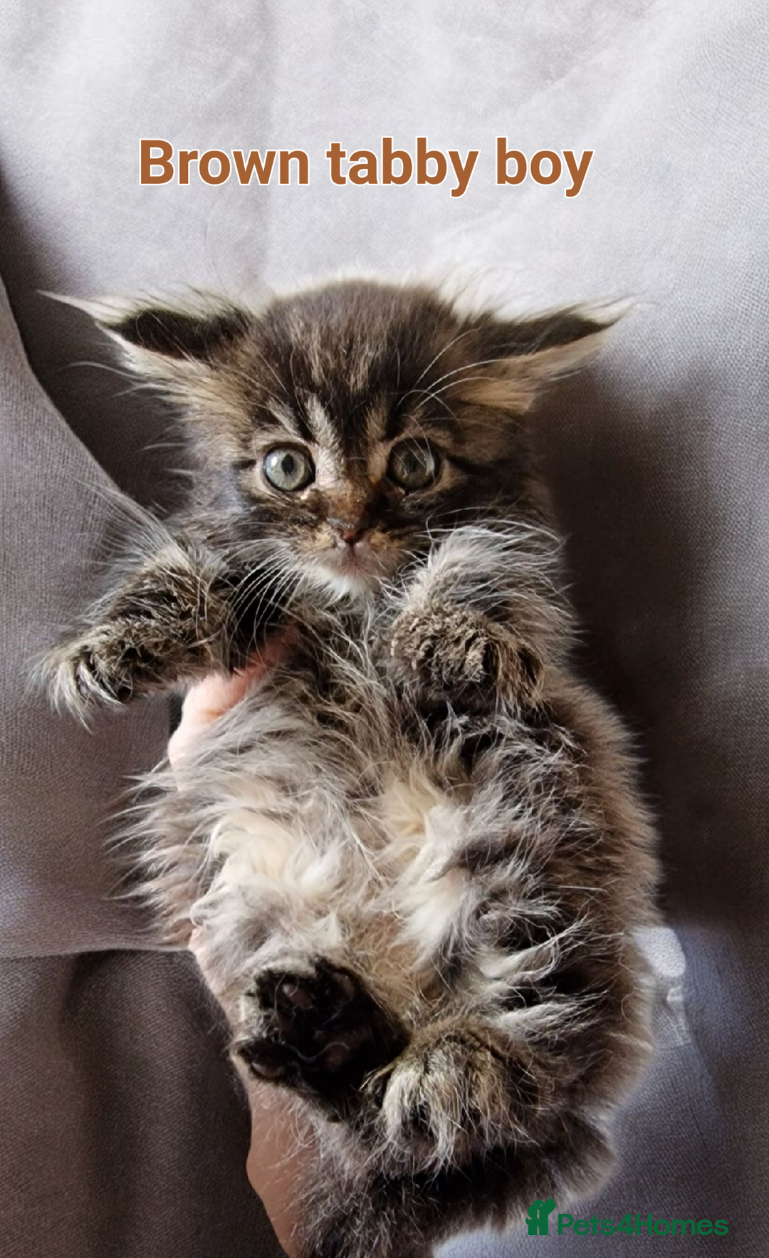 Maine Coon cats for sale: Maine Coon full pedigree kittens  - Image 6