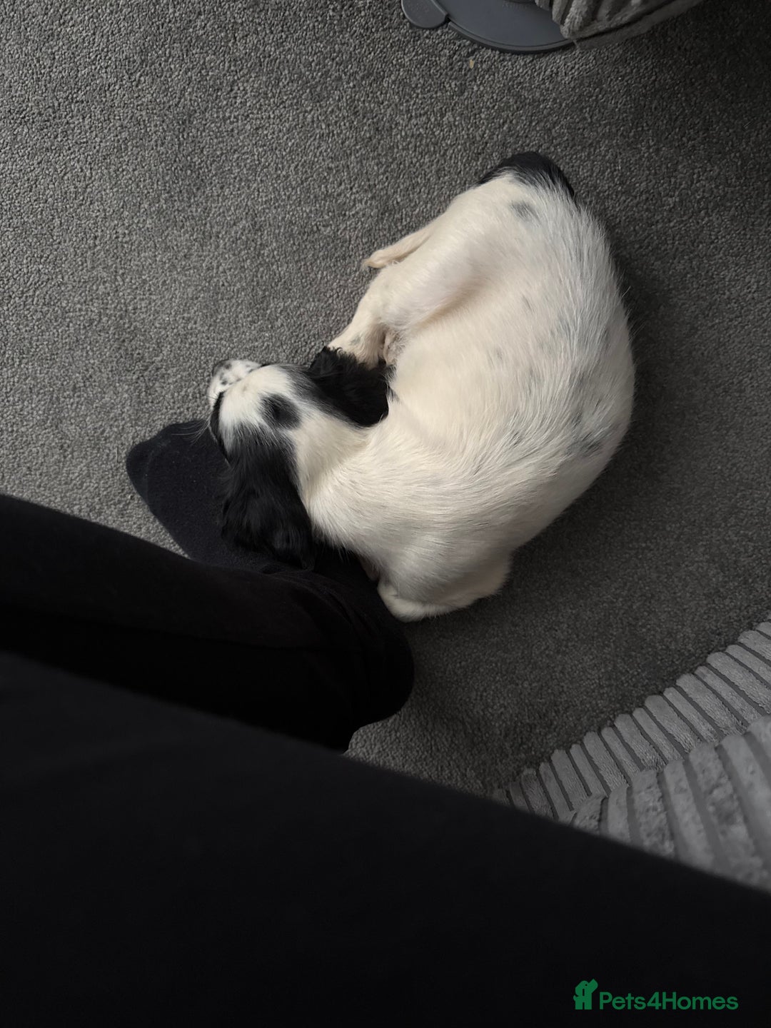 Cocker Spaniel dogs for sale: Buddy - Image 5
