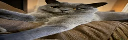 British Shorthair cats for sale: Stunning Litter of GCCF British Shorthairs - Advert 1