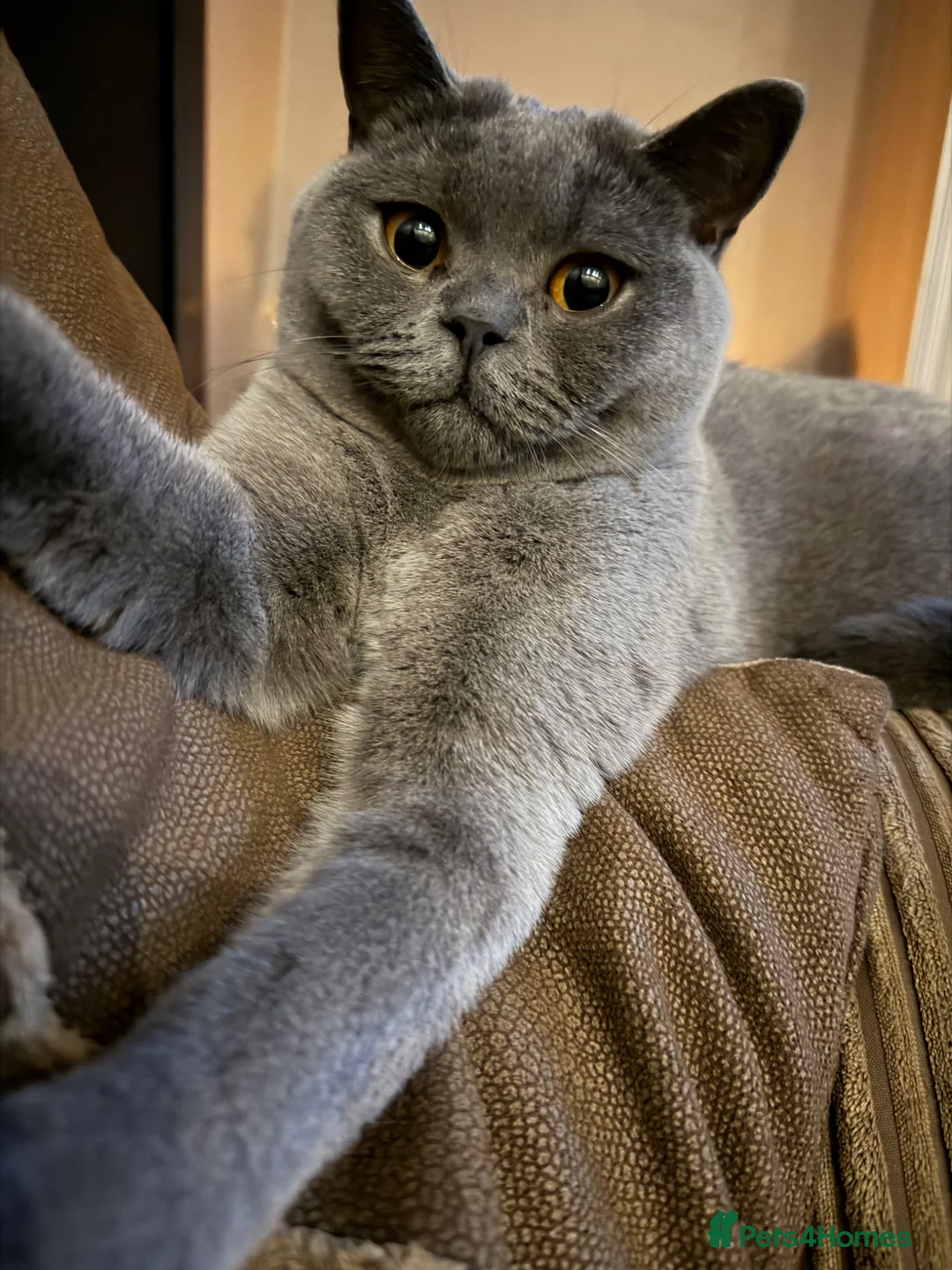 British Shorthair cats for sale: Stunning Litter of GCCF British Shorthairs - Advert 1