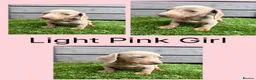 Miniature Dachshund dogs for sale: Miniture dachshunds  - Advert 2