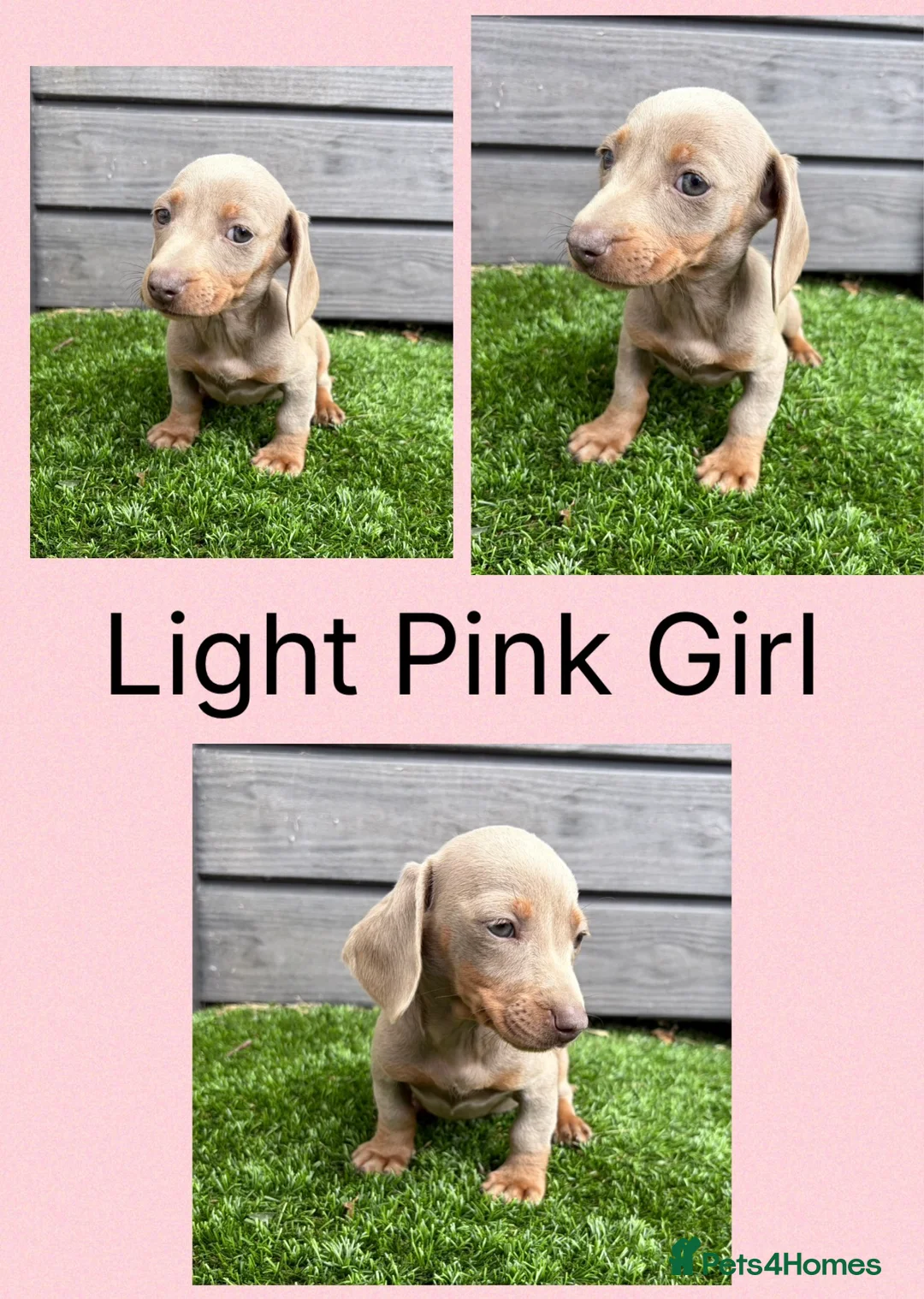Miniature Dachshund dogs for sale: Miniture dachshunds  - Advert 2