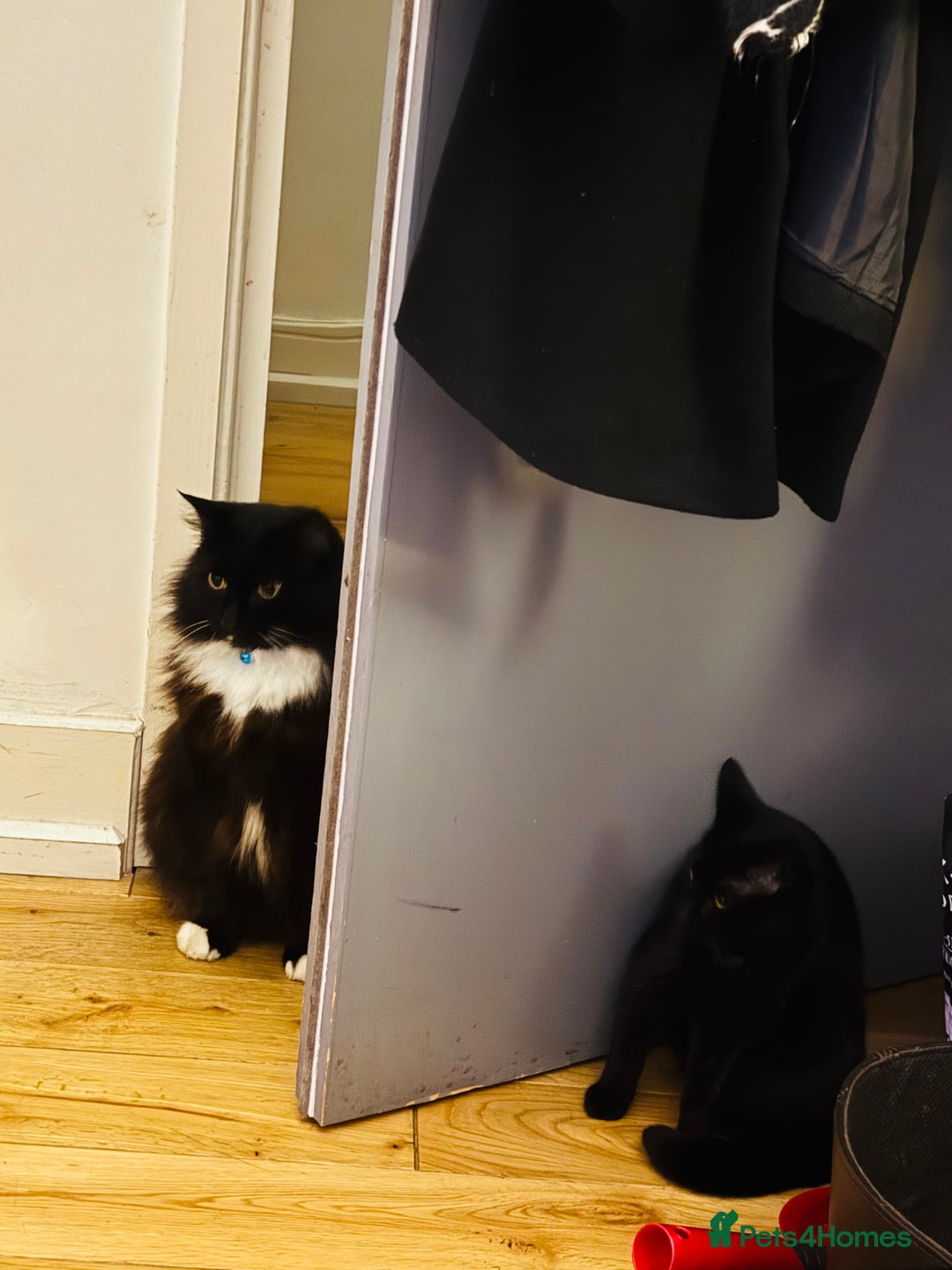 British Shorthair cats for sale: Black female kitten  - Advert 7