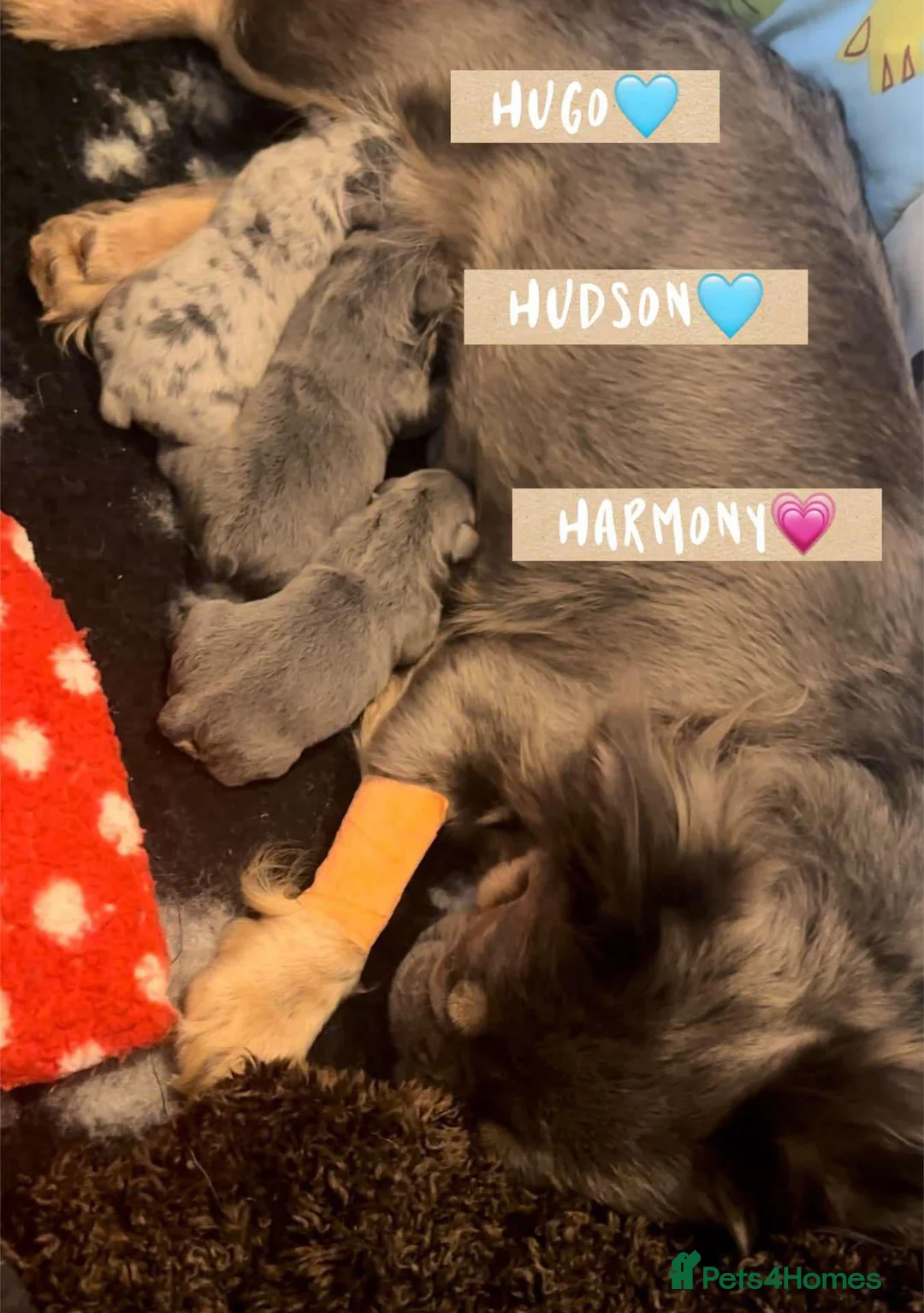 French Bulldog dogs for stud: blue Merle French bulldog stud  in Birmingham - Advert 9