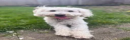Cavapoochon dogs for sale: 2 year old female Cavapoochon  in Gloucester - Advert 3
