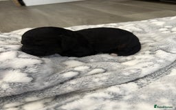 Jackapoo dogs for sale: Beautiful litter of 6 F1B Jackapoos - Image 16