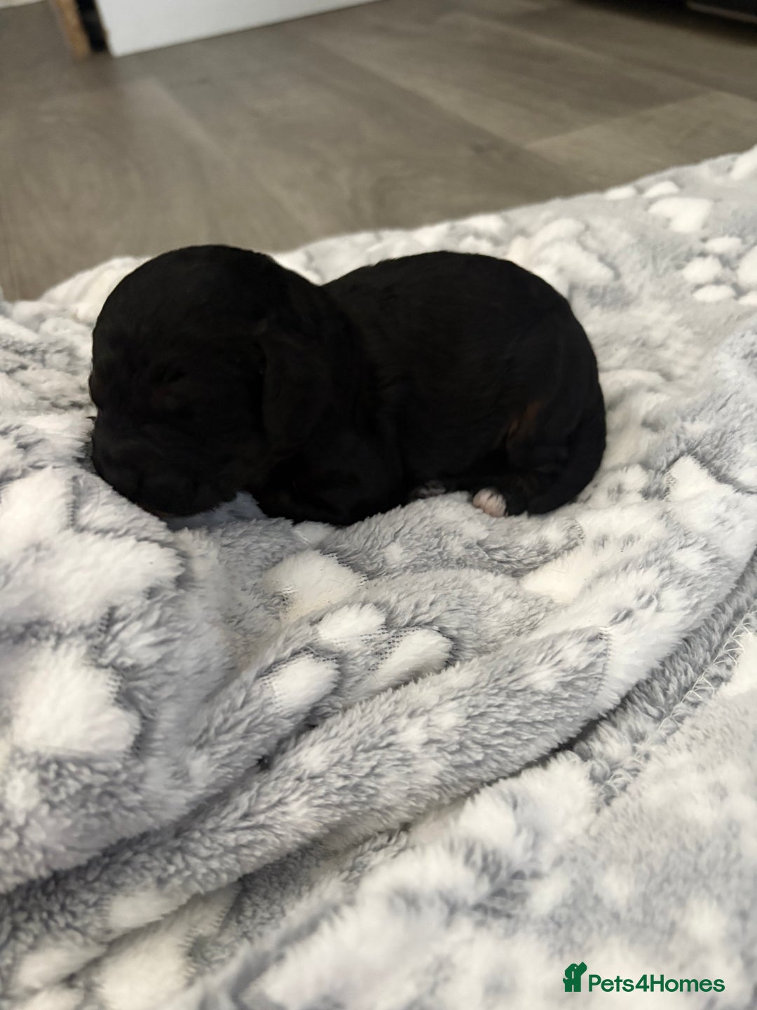 Jackapoo dogs for sale: Beautiful litter of 6 F1B Jackapoos - Image 16