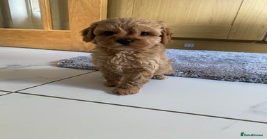 Cavapoo dogs - Advert 2