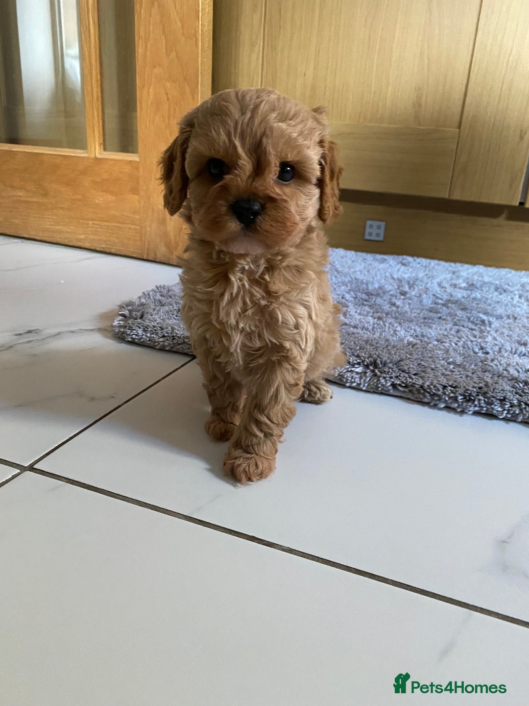 Cavapoo dogs for sale: 🩷⭐️ F1 Cavapoo’s ⭐️💙 - Image 1
