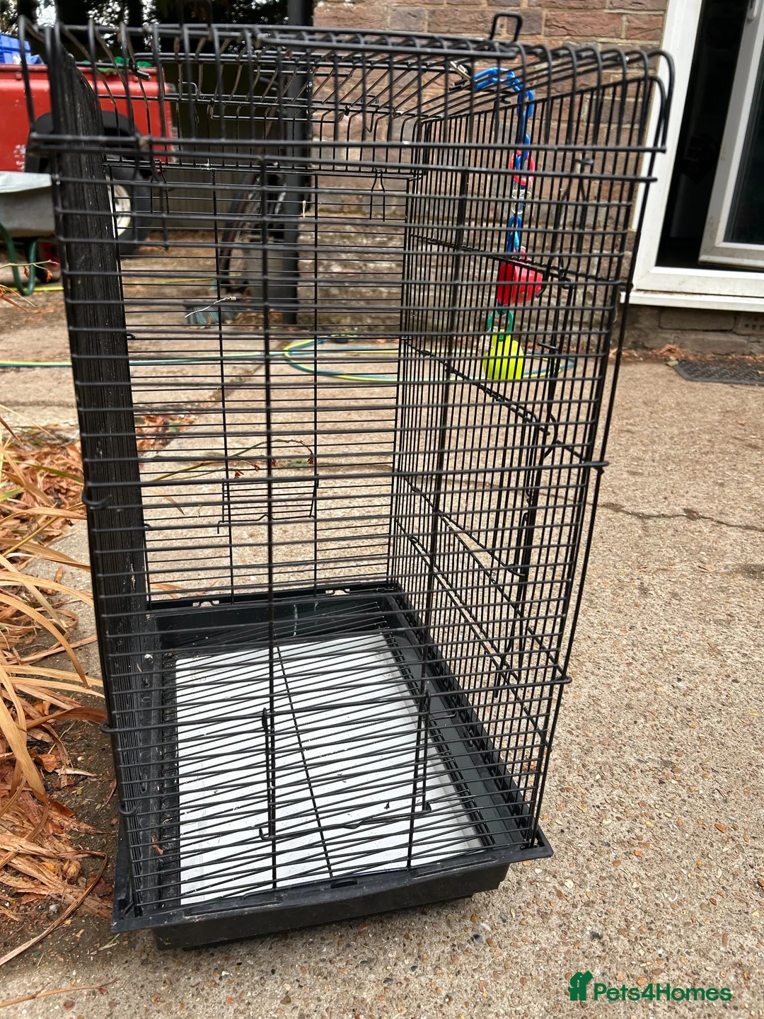 Budgerigars birds for sale: 2 Budgies for sale  in Horsham - Advert 12