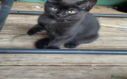 Mixed Breed cats for sale: Ready for forever homes NOW - Image 22