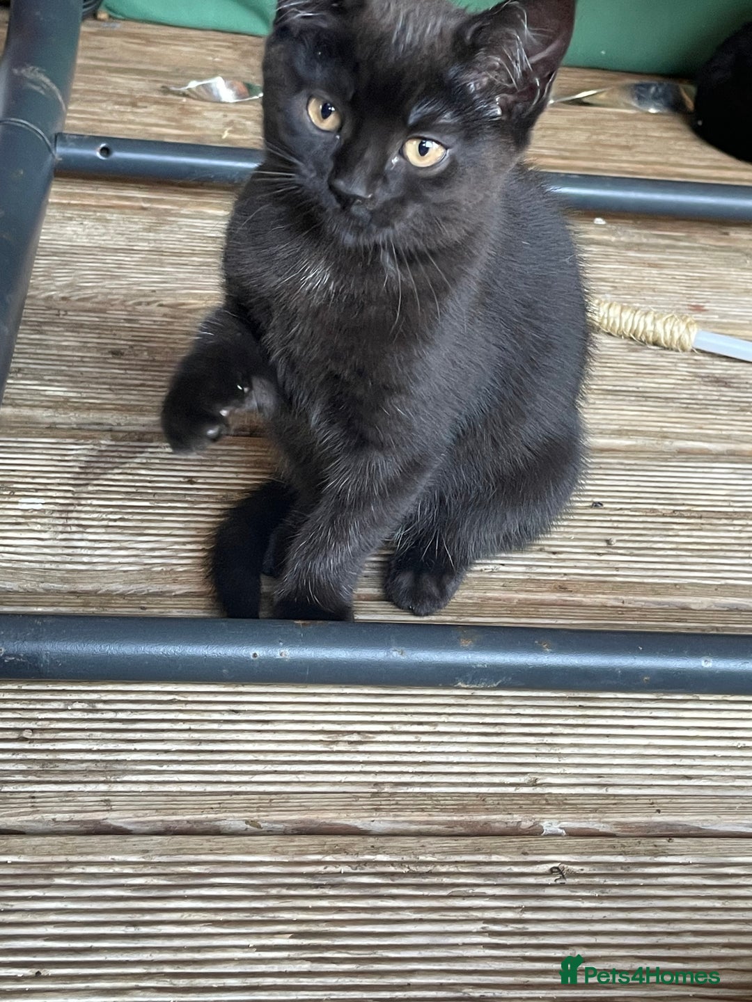 Mixed Breed cats for sale: Ready for forever homes NOW - Image 22