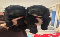 Cocker Spaniel dogs for sale: Only 4 babies left  - Image 23