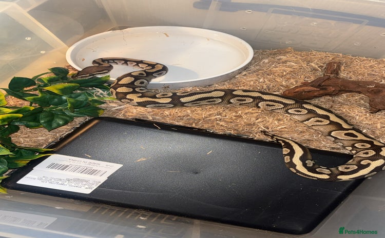 Snake reptiles in Chesterfield - Advert 2