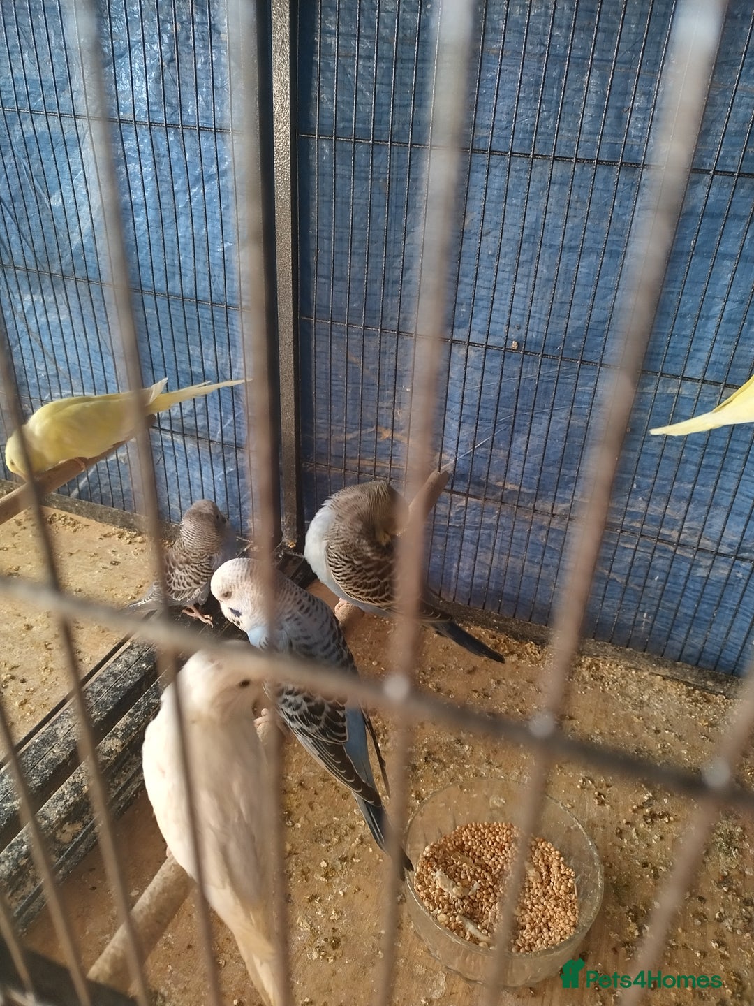 Budgerigars birds for sale: For sale  - Advert 4