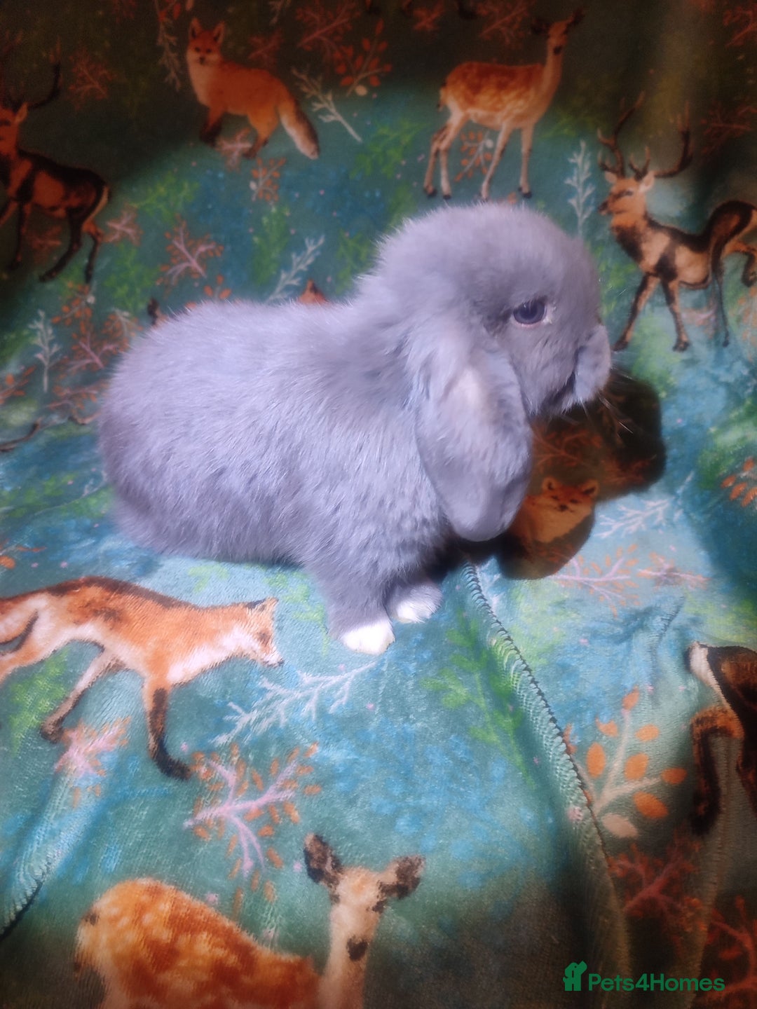 Mini Lop rabbits for sale: Mini Lop babies ready to reserve now - £20 reserve - Advert 5