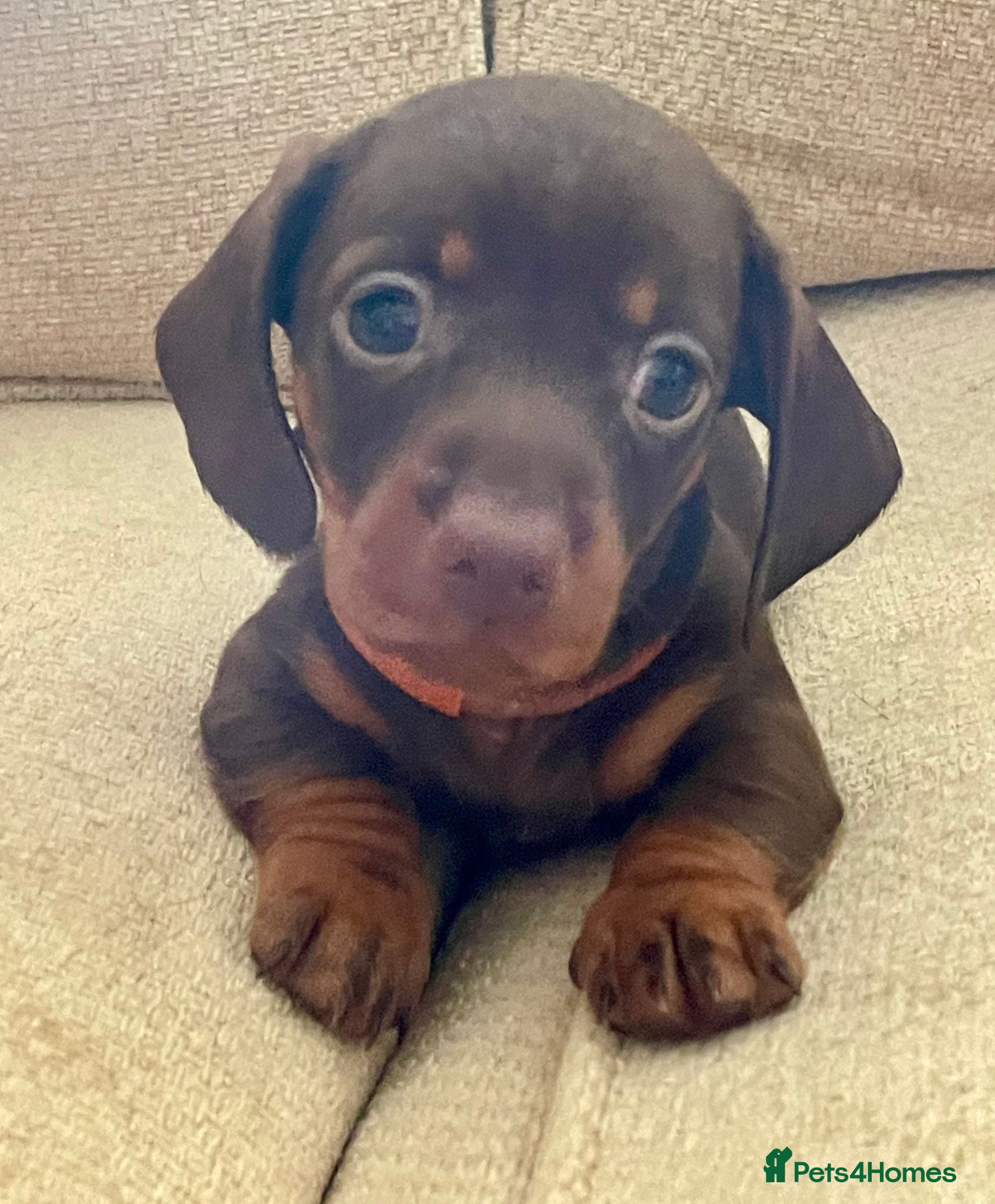 Miniature Dachshund dogs Choc/Tan Mini Smooth Dachshund Pups - Advert 8