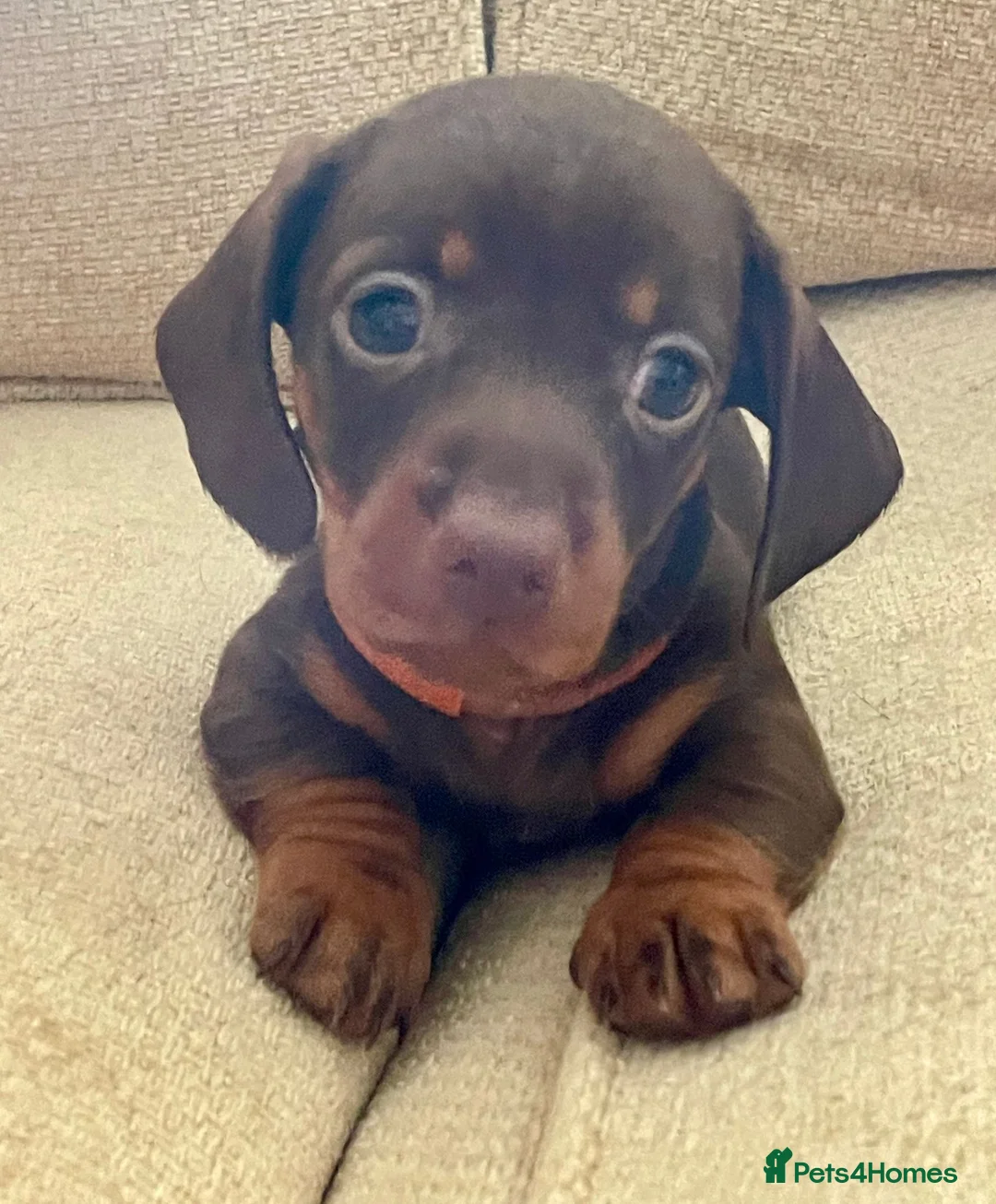 Miniature Dachshund dogs for sale: Choc/Tan Mini Smooth Dachshund Pups in Camborne - Advert 1