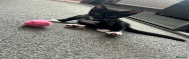 Domestic Shorthair 2