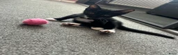 Domestic Shorthair cats for sale: Beautiful Kittens - Advert 3