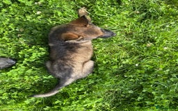 German Shepherd dogs for sale: Germany 🇩🇪 shepherd puppies dogs 🐕 big boned - Image 24