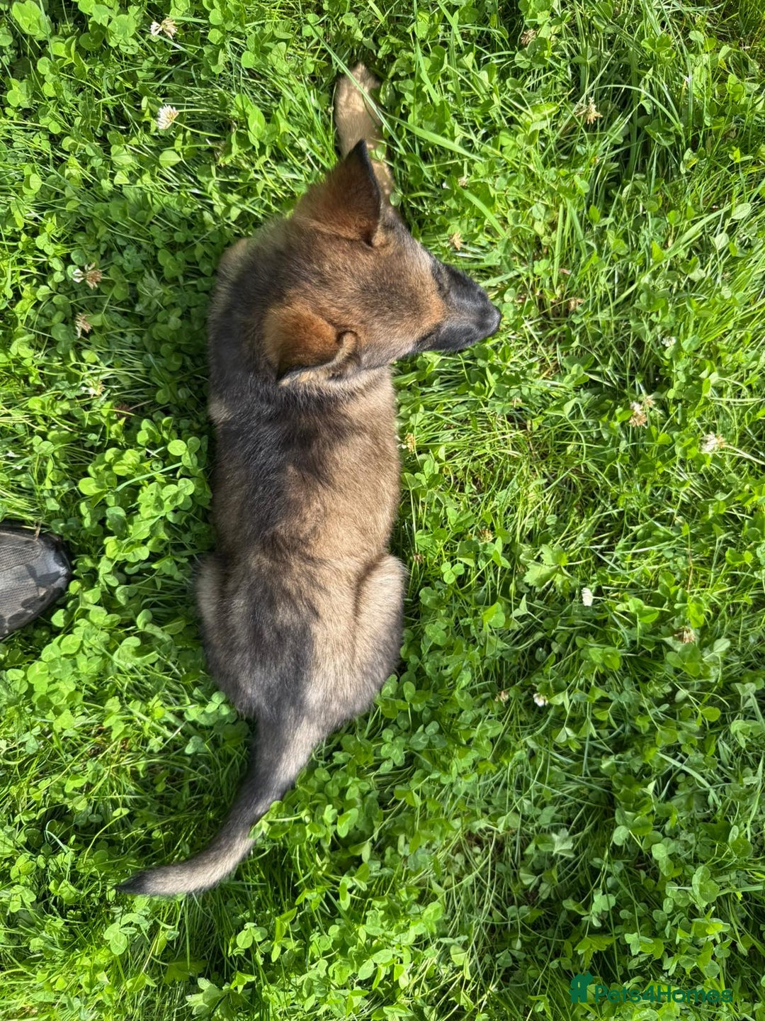 German Shepherd dogs for sale: Germany 🇩🇪 shepherd puppies dogs 🐕 big boned - Image 24