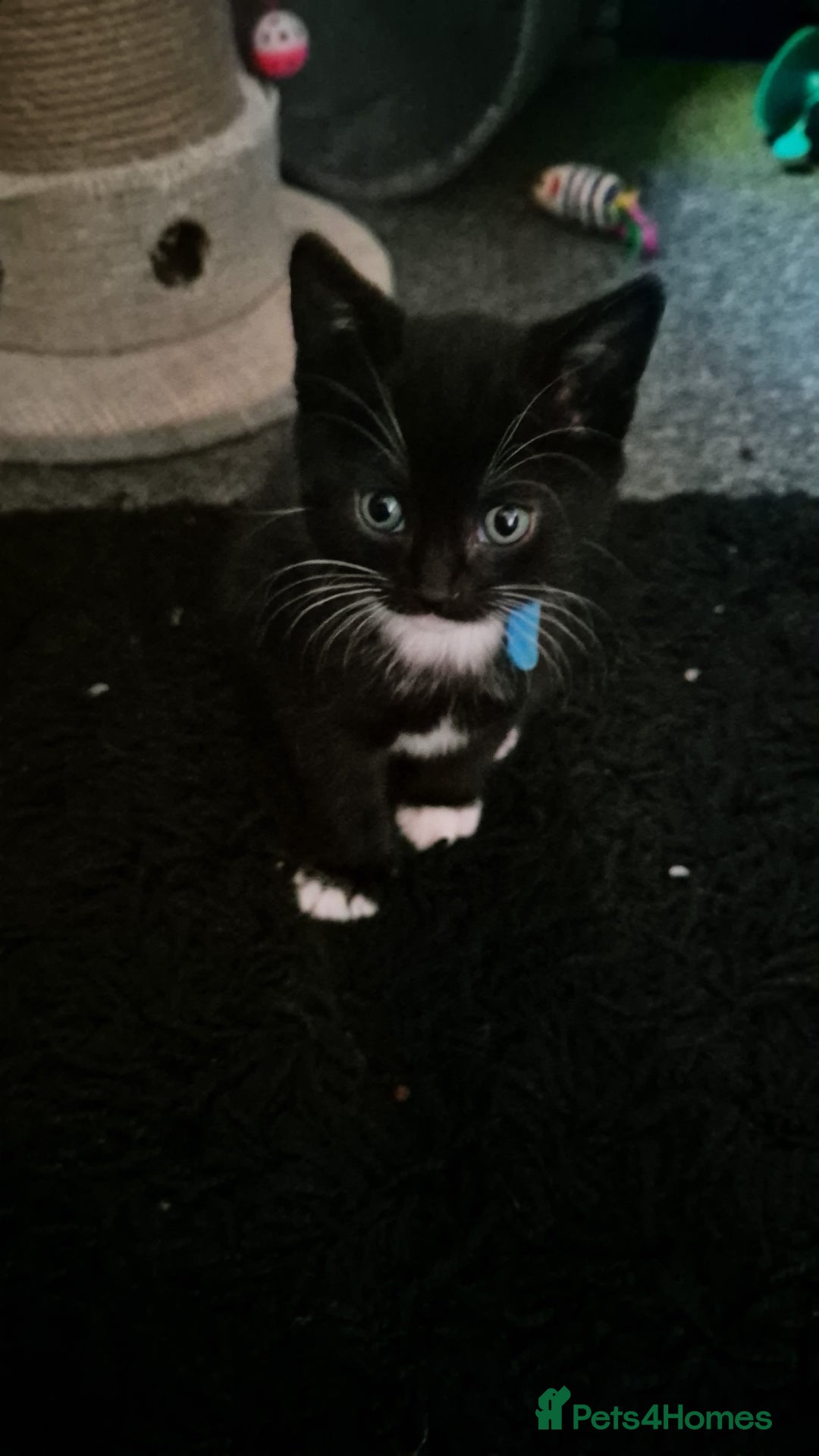 Mixed Breed cats for sale: Male kittens - Advert 6