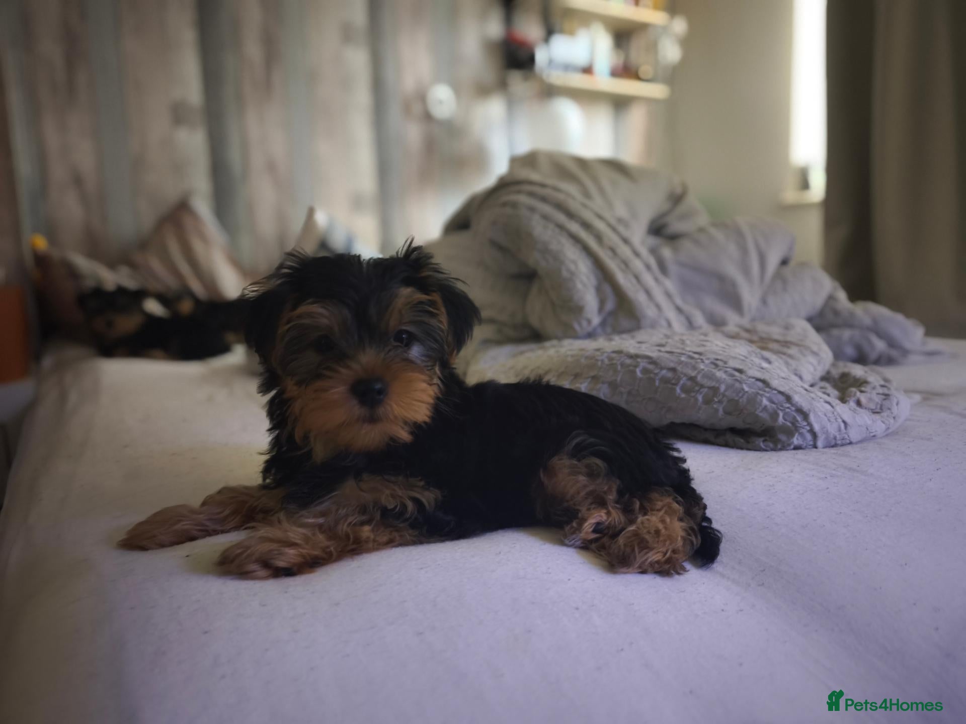 Yorkshire Terrier dogs for sale: Yorkshire Terrier Puppies – 2 Girls & 1 Boy - Advert 1
