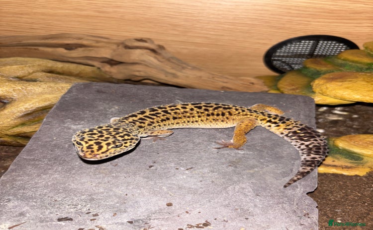 Gecko reptiles - Advert 18