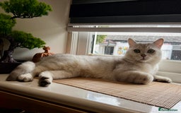 Scottish Fold cats for stud: Scottish straight for stud   - Image 4