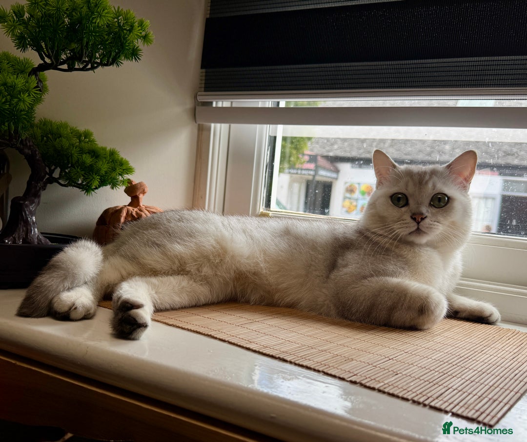 Scottish Fold cats for stud: Scottish straight for stud   - Image 4