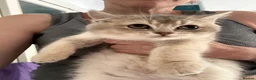 British Shorthair cats for sale: READY TO GO British Shorthair Golden Kittens  - Advert 8